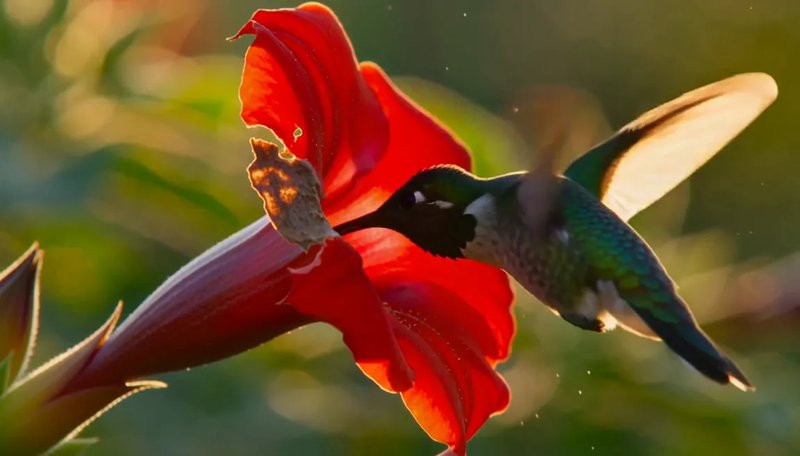 Slow-motion sample: a hummingbird hovering at a red trumpet flower